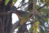 LeContes Sparrow 2024-10-13