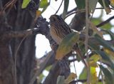 LeContes Sparrow 2024-10-13