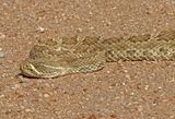 Prairie Rattlesnake 2024-10-13