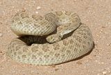 Prairie Rattlesnake 2024-10-13