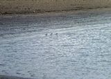 Dunlin 2024-12-29