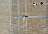 Long-tailed Duck 2025-03-02