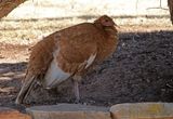 Wild Turkey 2025-02-25