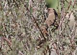 Aberts Towhee 2025-03-19