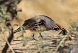 Gambels Quail 2025-03-19