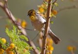 Verdin 2025-03-20