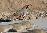 Gambels Quail 2025-03-21