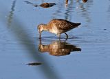 Long-billed Dowitcher 2025-03-21