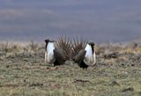Greater Sage-Grouse 2025-04-13
