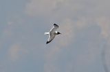 Laughing Gull 2025-06-01