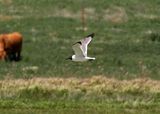 Laughing Gull 2025-06-01