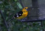 Yellow Grosbeak 2025-06-27