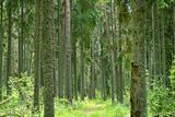 Forest near Käsmu