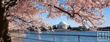 Panoramic View of Jefferson Memorial and Spring Cherry Blossoms, Washington DC