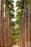 Jardim Botanico Palms, Rio De Janeiro