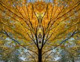 Sylvan Landscape #7