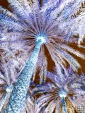 Inverted - Al Ain Palms #1