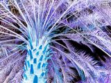 Inverted - Al Ain Palms #2