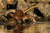 American Mink  10