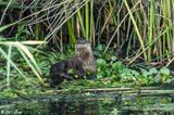 River Otter  106