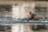 California Sea Lion  22