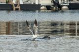 California Sea Lion  27