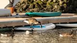 Canada Geese  70