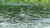 Mallard Ducks  56