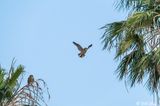 Great Horned Owl  48