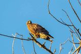 Hawk  9