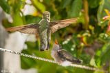 Annas Hummingbird   8