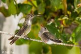 Annas Hummingbird   10