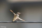 Annas Hummingbird   22