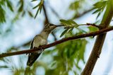 Annas Hummingbird   29
