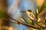 Annas Hummingbird   32