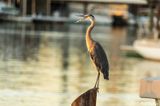 Great Blue Heron  105