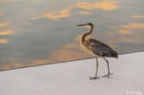 Great Blue Heron  107