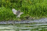 Black-crowned Night Heron  33