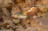 Great Blue Heron  113