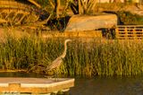 Great Blue Heron  119