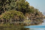 Great Blue Heron  140