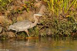 Great Blue Heron  14