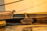 Green Heron  45