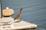 Green Heron  30