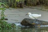 Snowy Egret  110