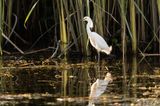 Snowy Egret  139