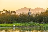 Great Egret  115