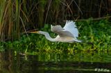 Great Egret  124