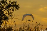 Great Egret  126