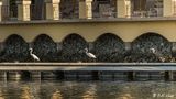 Great Egret  127